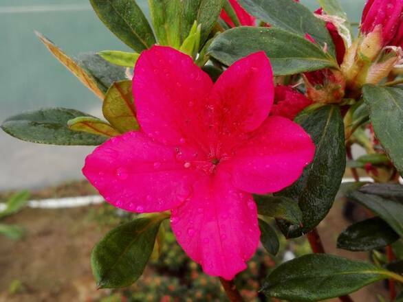  Azalia Japońska  'Rhododendron japonicum' Toreador Czerwona - zdjęcie główne