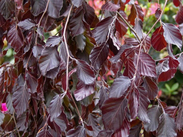  Buk  'Fagus' Purple Fountai - zdjęcie główne