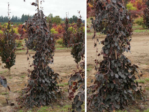  Buk  'Fagus' Szczepiony - zdjęcie główne