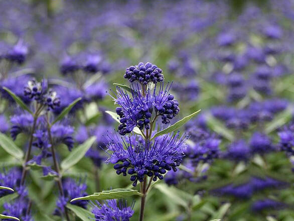  Barbula  'coryopteris clandonensis' Heavenly Blue - zdjęcie główne