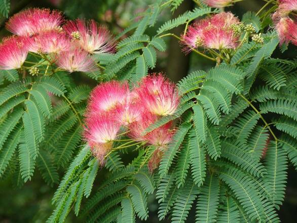  Albicja 'Albizia julibrissin' Świecący Krzew - zdjęcie główne