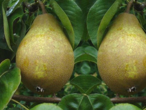 Grusza karłowa 'Pyrus communis' Komisówka - zdjęcie główne