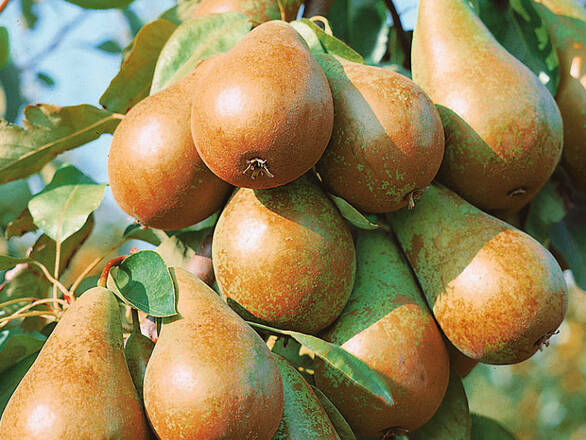 Grusza karłowa 'Pyrus communis' Klapsa Faworytka - zdjęcie główne