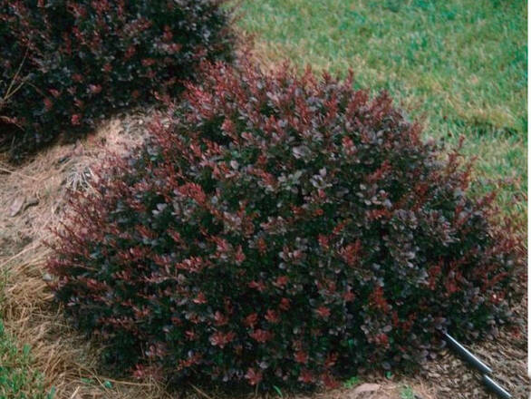  Berberys  'Berberis'  Thunberigii - zdjęcie główne