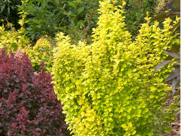  Berberys 'Berberis'  Żółty Kolumnowy - zdjęcie główne