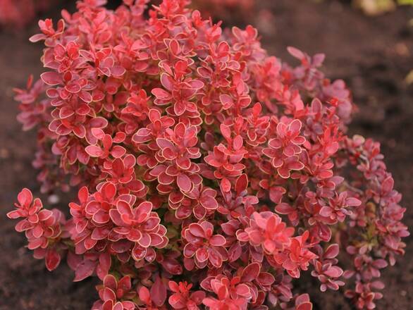  Berberys Czerwony 'Berberis'  Mini Wolnorosnący - zdjęcie główne