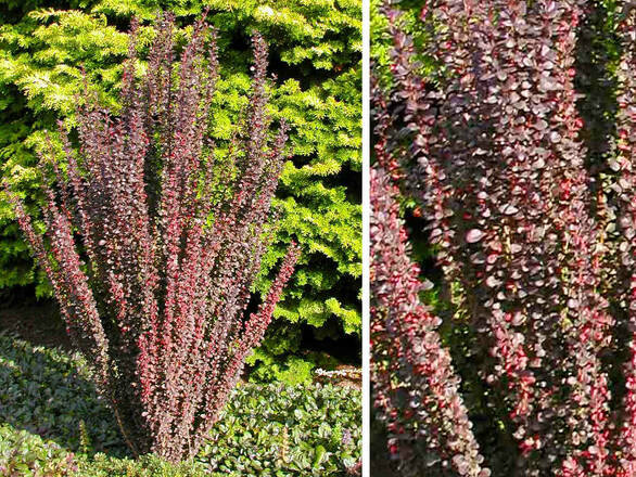  Berberys Czerwony 'Berberis'  Kolumnowy - zdjęcie główne