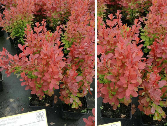 Berberys 'Berberis' Orange Kolumn - zdjęcie główne