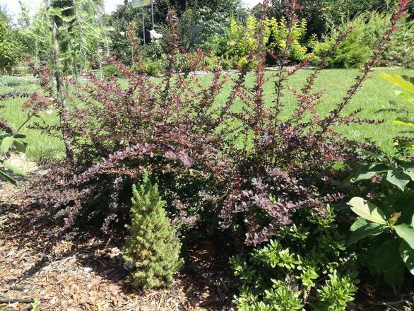  Berberys 'Berberis'  Rozłożysty - zdjęcie główne