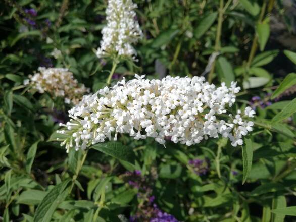  Budleja 'Buddleja daviddi '  Biała - zdjęcie główne