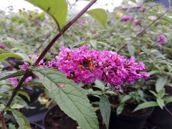  Budleja 'Buddleja daviddi '  Border Beauty - zdjęcie główne