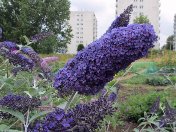  Budleja 'Buddleja daviddi '  Dart's papilon - zdjęcie główne