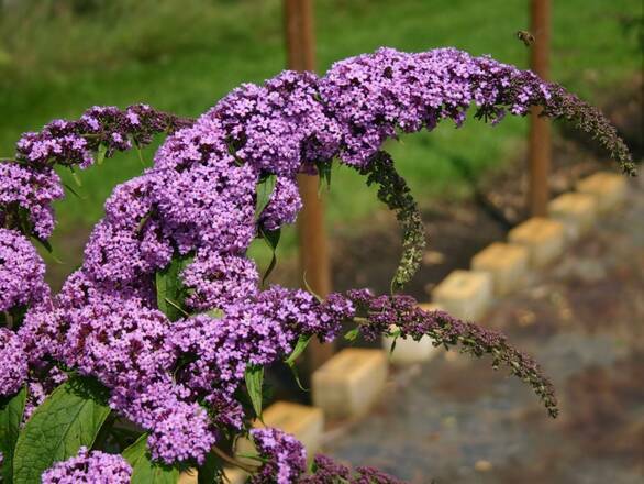  Budleja 'Buddleja daviddi '  Purple Prince - zdjęcie główne