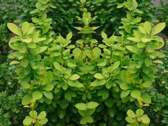  Berberys 'Berberis'  Zielony - zdjęcie główne