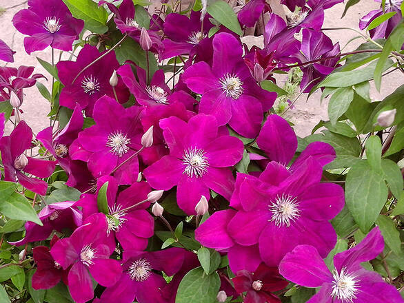   'Powojnik 'Clematis' Ernest Markham - zdjęcie główne