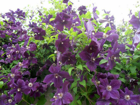   'Powojnik 'Clematis' Jackmanii - zdjęcie główne