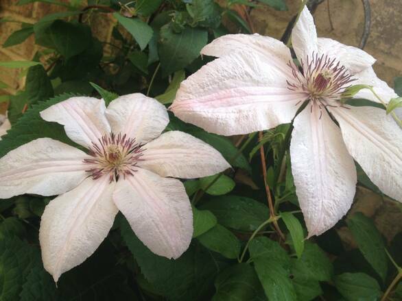  'Powojnik 'Clematis' Jan Paweł II - zdjęcie główne