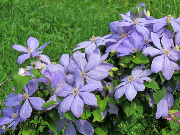   'Powojnik 'Clematis' Justa - zdjęcie główne