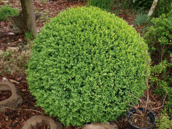  Bukszpan  'Buxus sempervirens' Do Formowania - zdjęcie główne