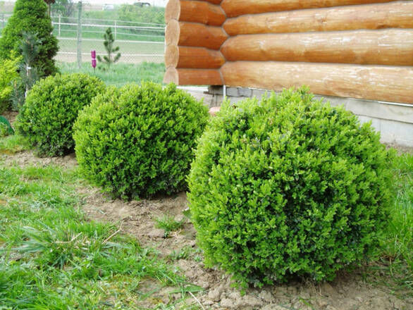  Bukszpan  'Buxus sempervirens' Ładne Sadzonki - zdjęcie główne