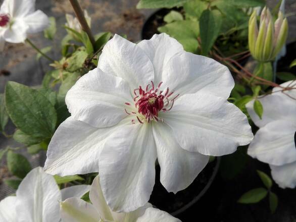   'Powojnik 'Clematis' Biały - zdjęcie główne