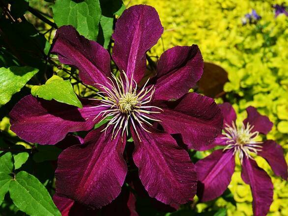   'Powojnik 'Clematis' Bordowy - zdjęcie główne