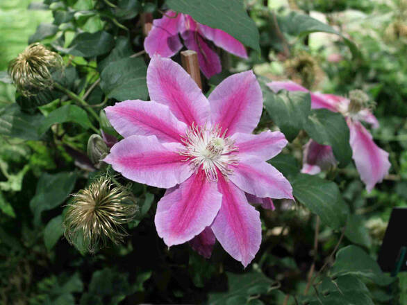   'Powojnik 'Clematis' Dwukolorowy - zdjęcie główne