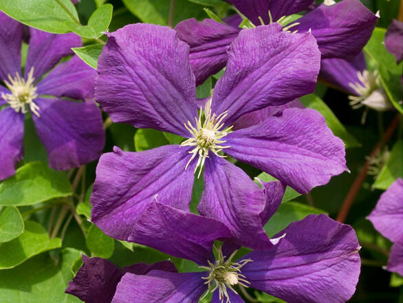   'Powojnik 'Clematis' Fioletowy - zdjęcie główne