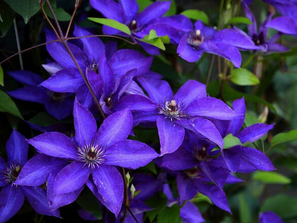   'Powojnik 'Clematis' Niebieski - zdjęcie główne