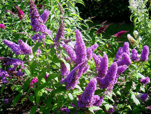  Budleja 'Buddleja daviddi '  Fioletowa - zdjęcie główne