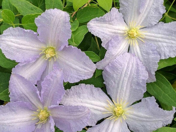  'Powojnik 'Clematis'  Błękitny Anioł - zdjęcie główne