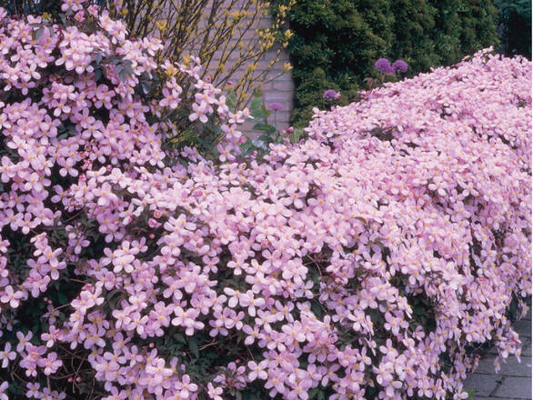  'Powojnik 'Clematis'  Montana  Broughton Star - zdjęcie główne