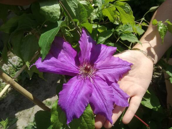  'Powojnik 'Clematis'  Fioletowy ''Mega Kwiaty'' !! - zdjęcie główne