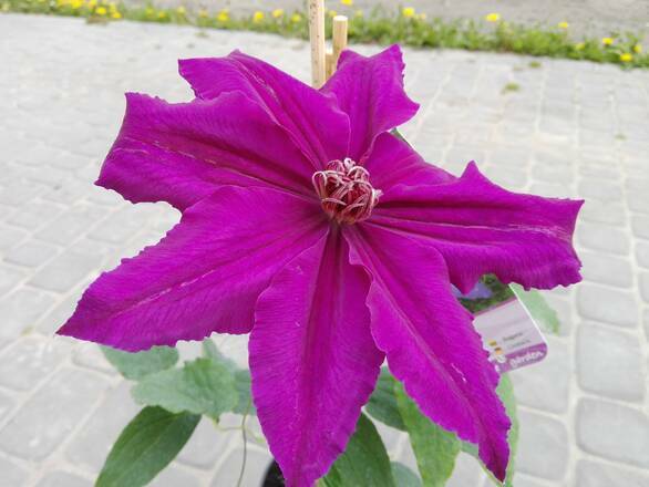  'Powojnik 'Clematis'  Biskupi  ''Mega Kwiaty''  - zdjęcie główne