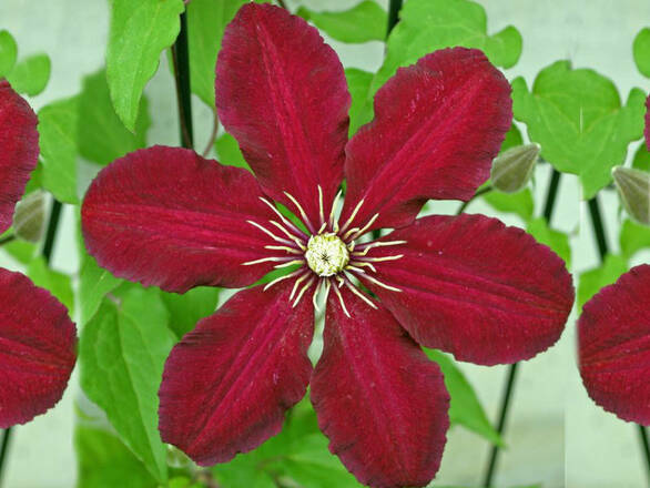  'Powojnik 'Clematis' Niobe - zdjęcie główne