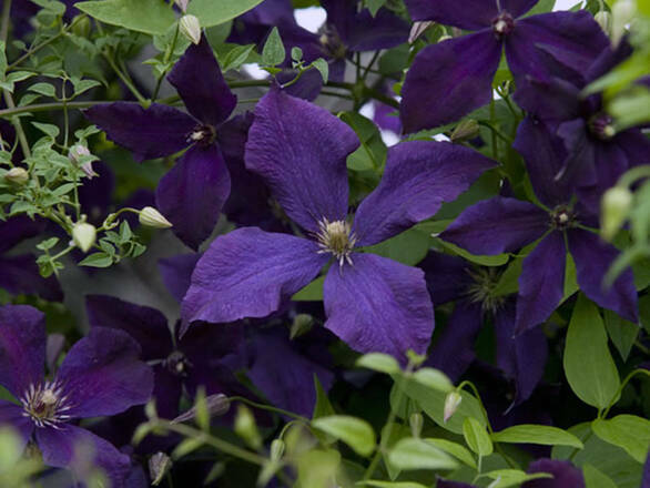  'Powojnik 'Clematis' Polish Spirit - zdjęcie główne