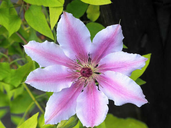 'Powojnik 'Clematis' Nelly Moser - zdjęcie główne