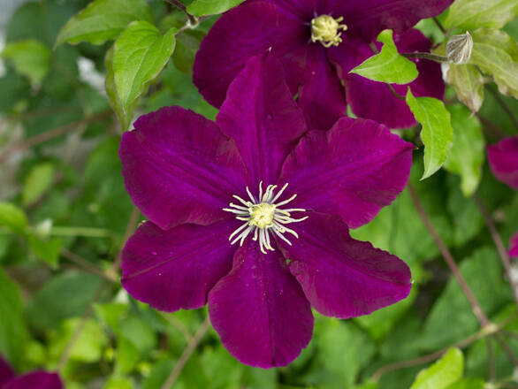  'Powojnik 'Clematis' Warszawska Nike - zdjęcie główne