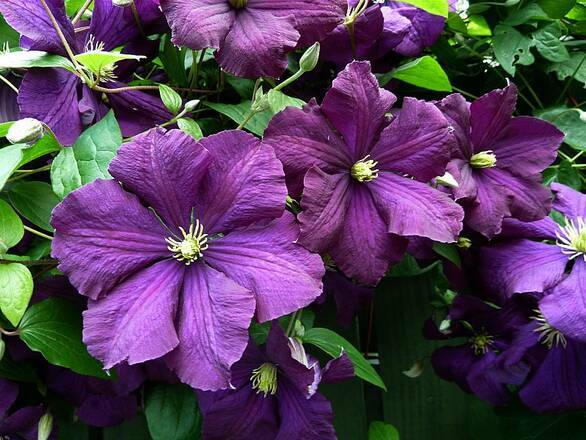  'Powojnik 'Clematis' Etoile Violette - zdjęcie główne