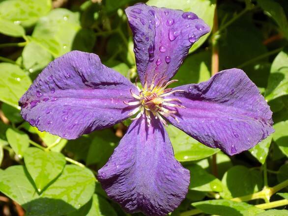  'Powojnik 'Clematis'  Viola - zdjęcie główne