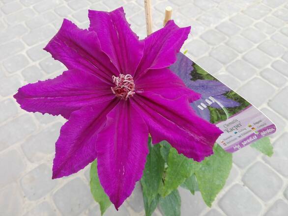  'Powojnik 'Clematis'  Kacper - zdjęcie główne