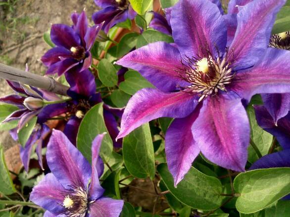  'Powojnik 'Clematis'  Mr's N. Thompson - zdjęcie główne