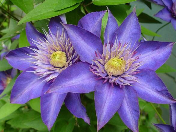  'Powojnik 'Clematis'  Multi Blue - zdjęcie główne