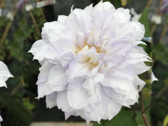  'Powojnik 'Clematis'  Weronika's Choice - zdjęcie główne