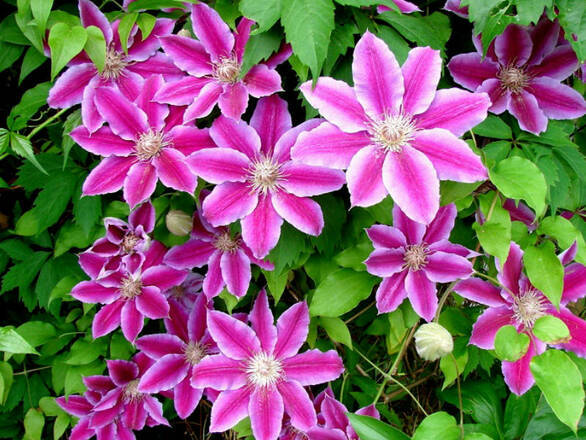 'Powojnik 'Clematis' Dr. Ruppel - zdjęcie główne
