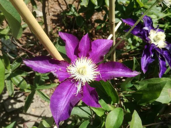  'Powojnik 'Clematis'  Hakuookan - zdjęcie główne