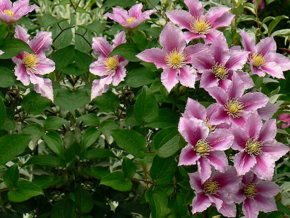  'Powojnik 'Clematis'  Pillu - zdjęcie główne