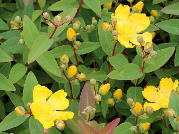  Dziurawiec  'Hypericum' Hidcote - zdjęcie główne