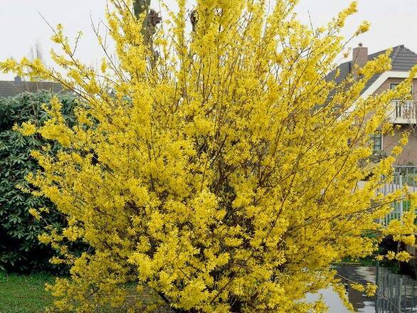  Forsycja  'Forsythia'  Lynwood Gold - zdjęcie główne