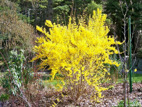  Forsycja  'Forsythia'  Golden Bells - zdjęcie główne